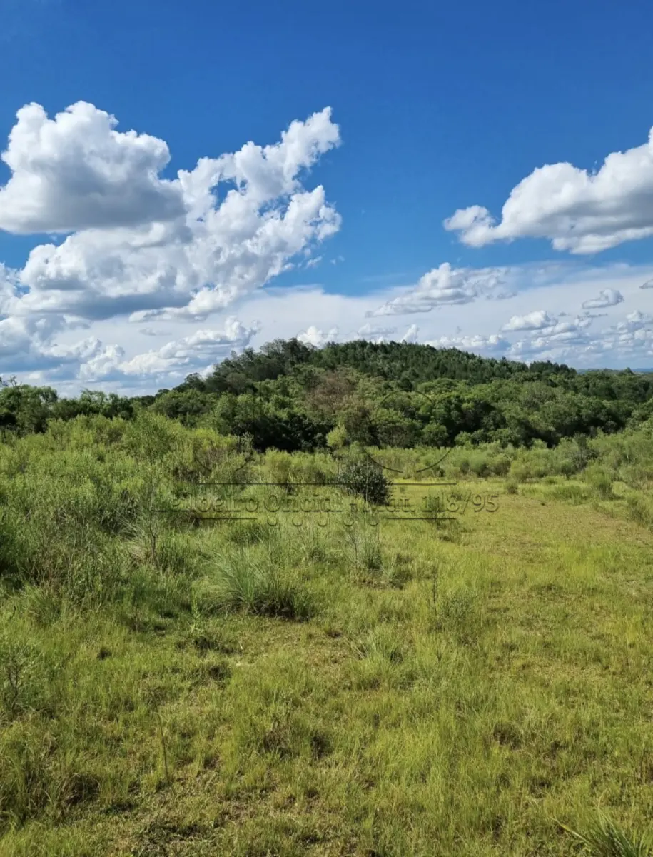 LOTE 001 - UMA GLEBA DE TERRAS DE 206 HECTARES NO SUBDISTRITO DE PALMAS - BAGÉ/RS