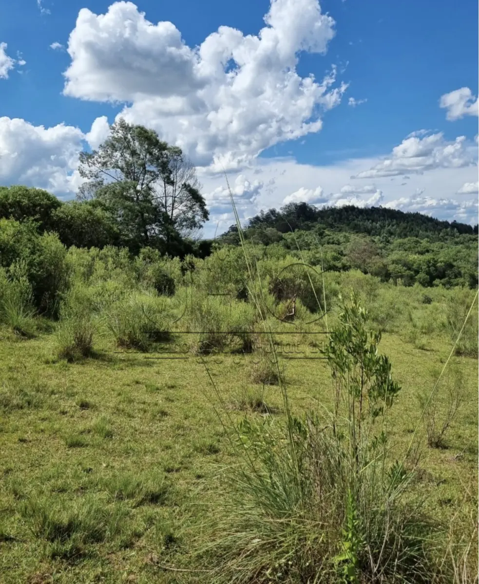LOTE 001 - UMA GLEBA DE TERRAS DE 206 HECTARES NO SUBDISTRITO DE PALMAS - BAGÉ/RS
