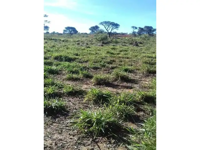 FRAÇÕES DE CAMPO NO DISTRITO DE PALMAS - 226ha e 87ha - COMARCA DE BAGÉ/RS