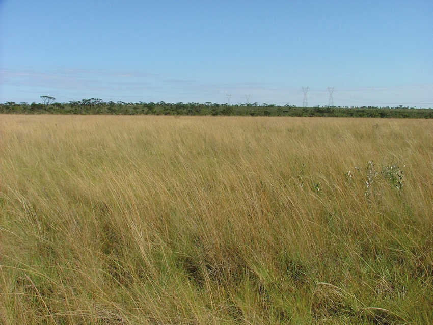 FRAÇÕES DE CAMPO NO MUNICÍPIO DE HULHA NEGRA/RS - 22HA (LOTE 1) E 37HA (LOTE 2)